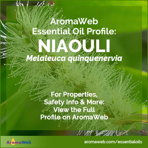 Niaouli Essential Oil Profile