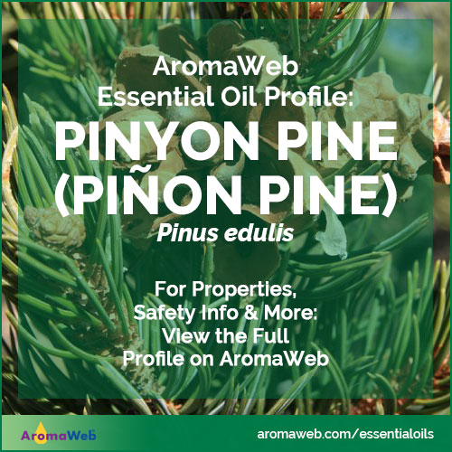 Pinyon Pine Essential Oil