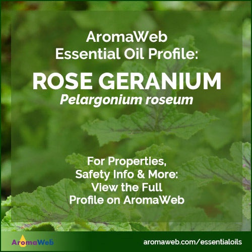Geranium Essential Oil Profile