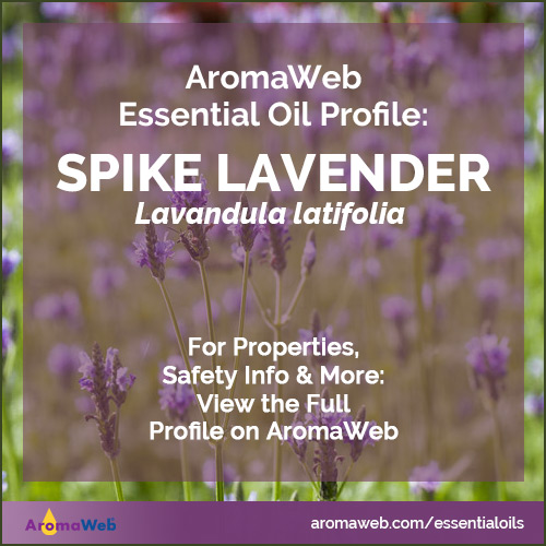 Spike Lavender Essential Oil Profile
