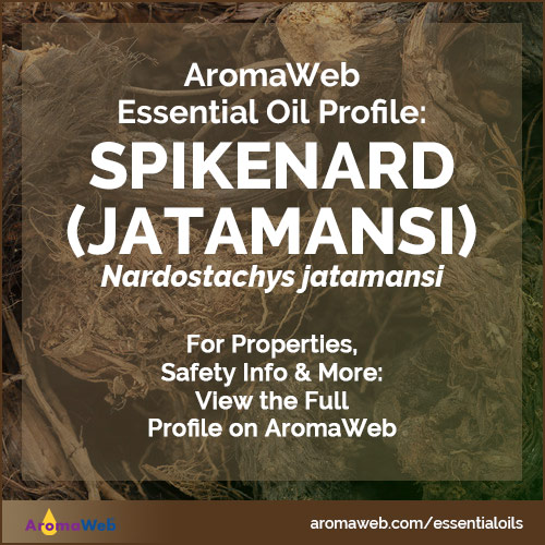 Spikenard Essential Oil Profile