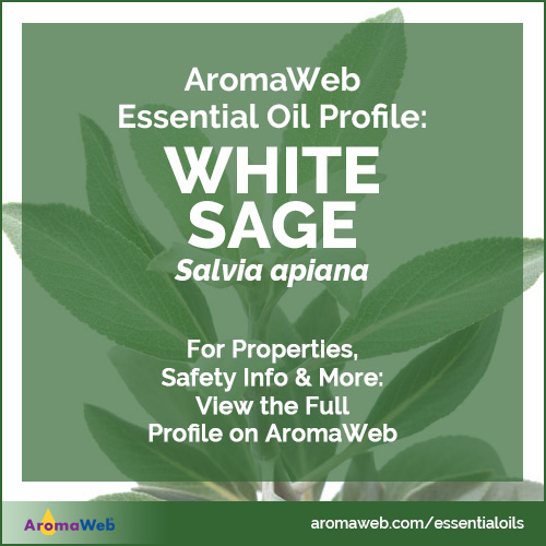 White Sage Essential Oil Profile