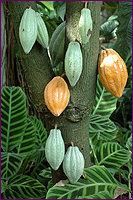 Cocoa Pods Hanging From Tree