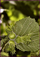 Hazelnut Tree Close-up