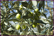 Olives on Branch