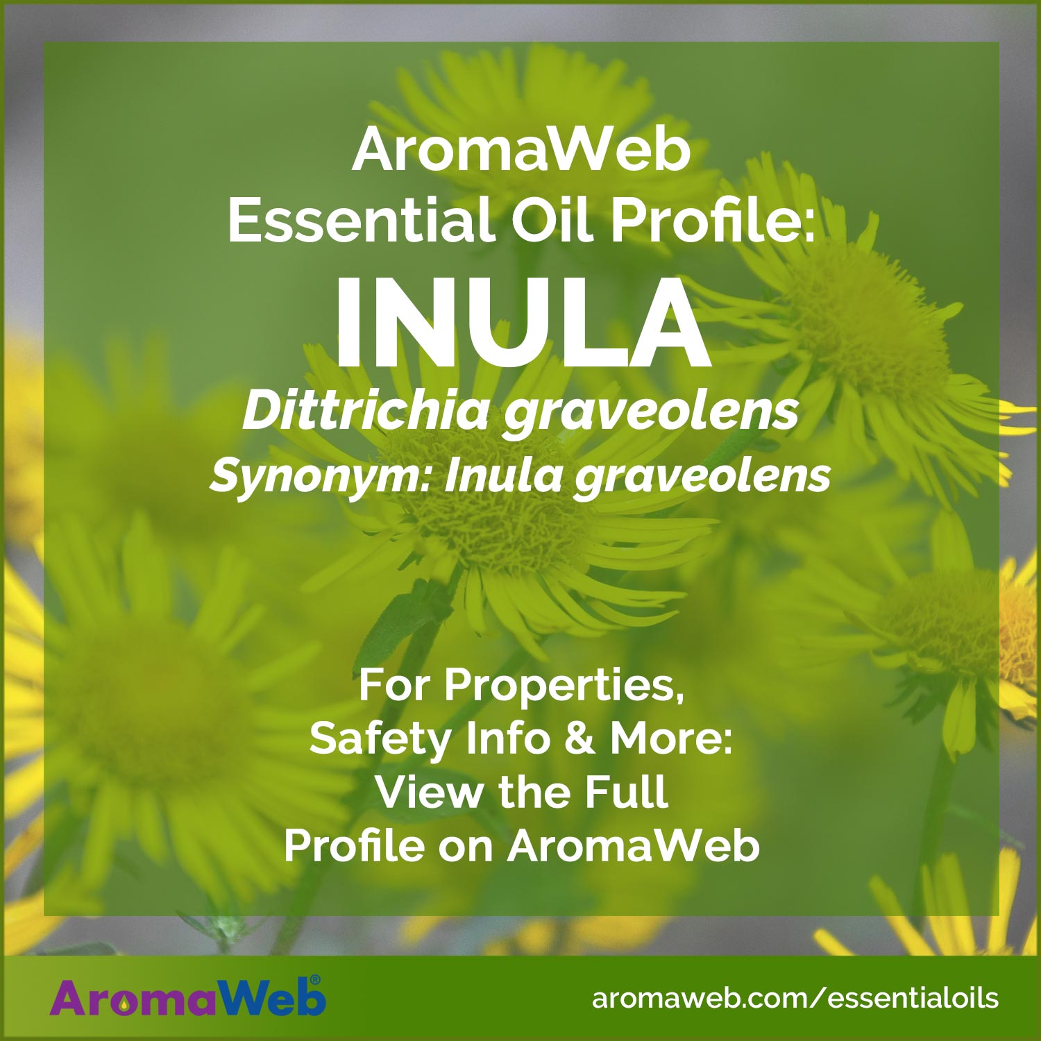 Inula flowers and leaves with text that says Inula Essential Oil Profile